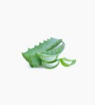 organic-aloe-arborescens-fresh-leaves-(2)