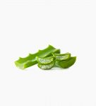 organic-aloe-arborescens-fresh-leaves-(2)