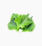 shiso-leaves-green-4