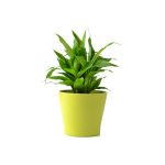 plant_1