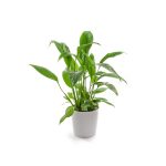 plant_5